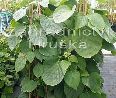 klanostěnka - Schizophragma hydrangeoides 'Moonlight'