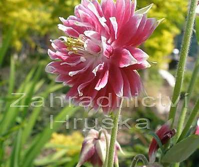 Aquilegia Nora Barlow