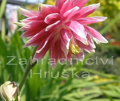 Aquilegia Nora Barlow