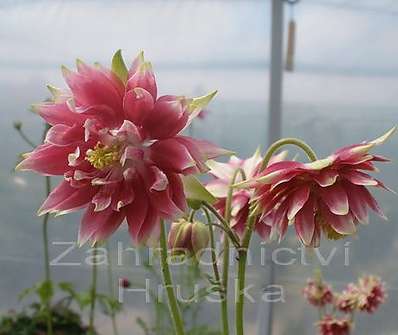 Aquilegia Nora Barlow