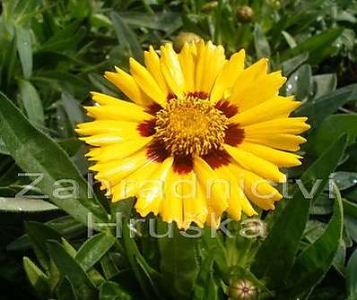 Coreopsis