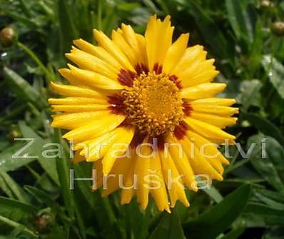 Coreopsis