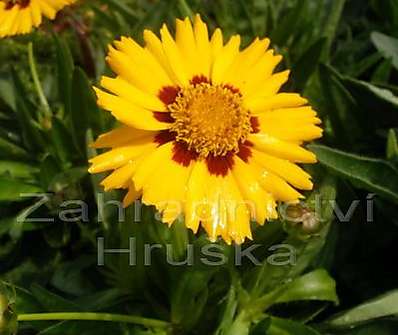 Coreopsis