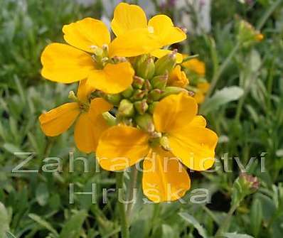 Erysimum kot. Orange Flame