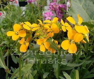 Erysimum kot. Orange Flame