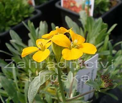 Erysimum kot. Orange Flame