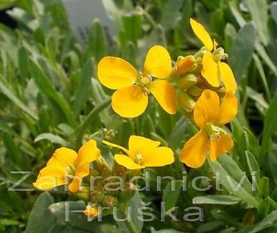 Erysimum kot. Orange Flame