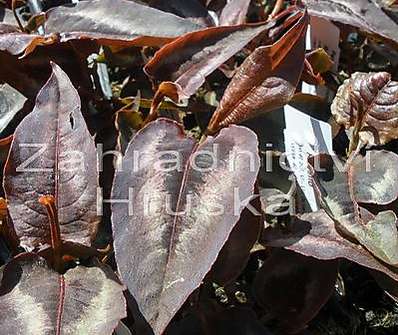 Persicaria micr. Red Dragon