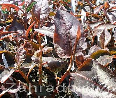 Persicaria micr. Red Dragon