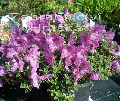 Rhododendron keleticum