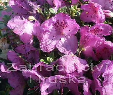 Rhododendron keleticum