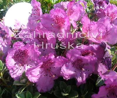 Rhododendron keleticum