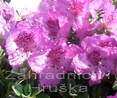 Rhododendron keleticum