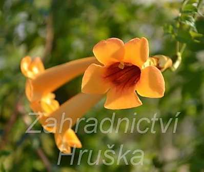 trubač - Campsis radicans 'Judy'