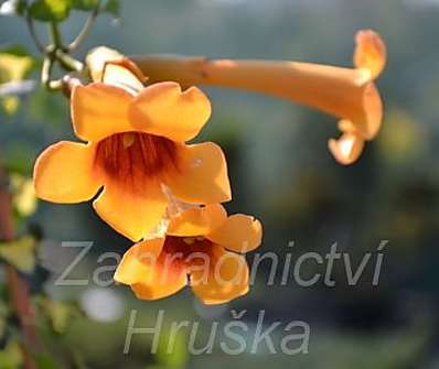 trubač - Campsis radicans 'Judy'