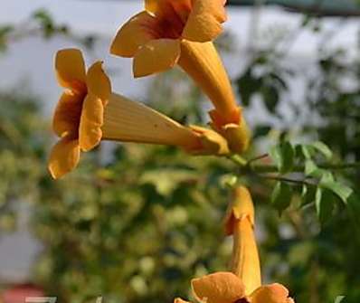 trubač - Campsis radicans 'Judy'