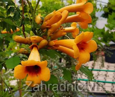trubač - Campsis radicans 'Judy'