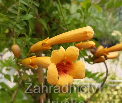 trubač - Campsis radicans 'Judy'