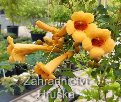 trubač - Campsis radicans 'Judy'