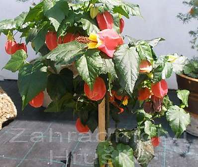 Abutilon Big Bell