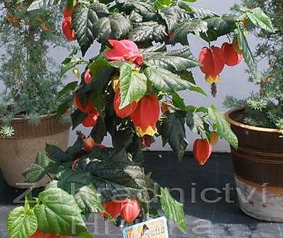 Abutilon Big Bell