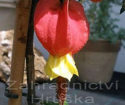 Abutilon Big Bell