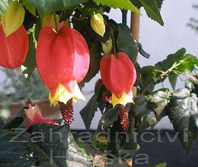 Abutilon Big Bell