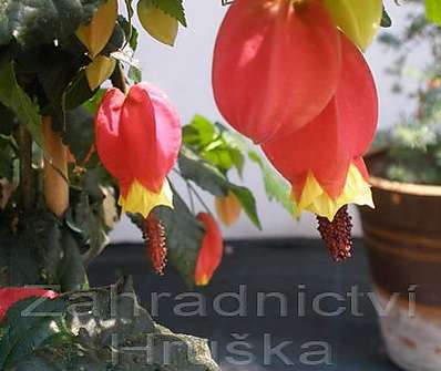Abutilon Big Bell