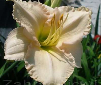 Hemerocallis Barbara Mitchell