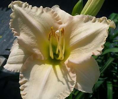 Hemerocallis Barbara Mitchell