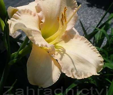 Hemerocallis Barbara Mitchell