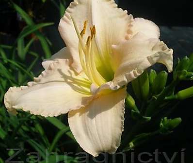 Hemerocallis Barbara Mitchell