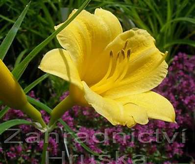 Hemerocallis Mini Stella
