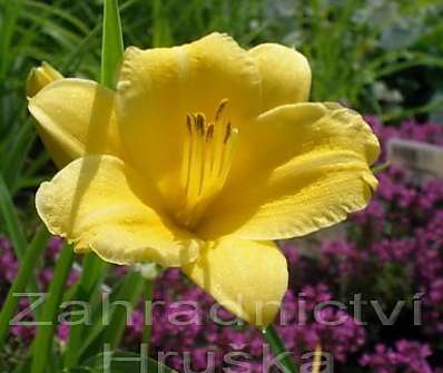 Hemerocallis Mini Stella