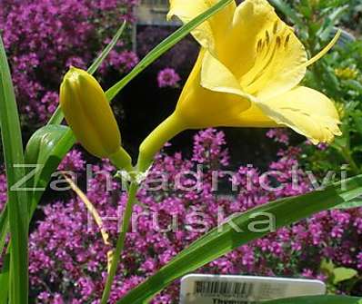 Hemerocallis Mini Stella