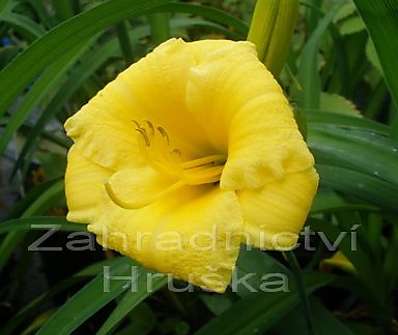 Hemerocallis Mini Stella