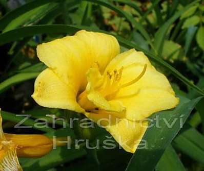 Hemerocallis Mini Stella