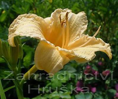 Hemerocalis Louise Manellis