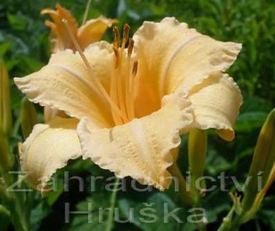 Hemerocalis Louise Manellis