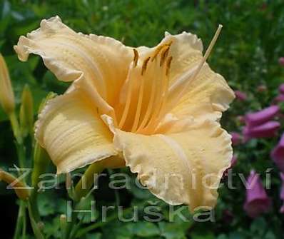 Hemerocalis Louise Manellis