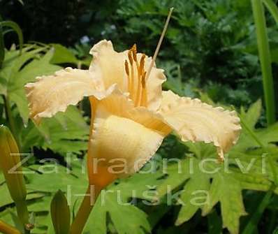 Hemerocalis Louise Manellis