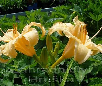 Hemerocalis Louise Manellis