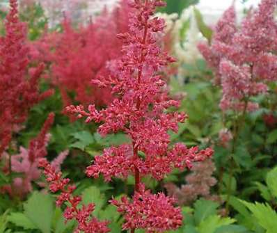 Astilbe japonica Vesuvius