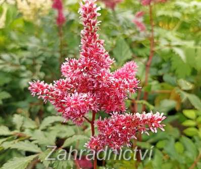 Astilbe japonica Vesuvius