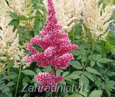 Astilbe japonica Vesuvius