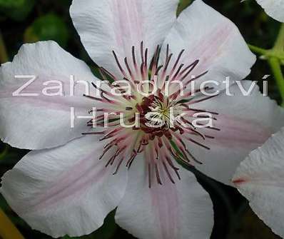 plamének - Clematis 'Nelly Moser'