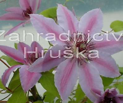 plamének - Clematis 'Nelly Moser'