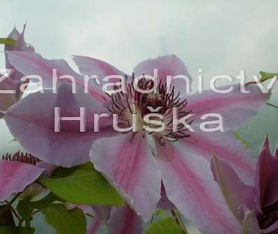 plamének - Clematis 'Nelly Moser'