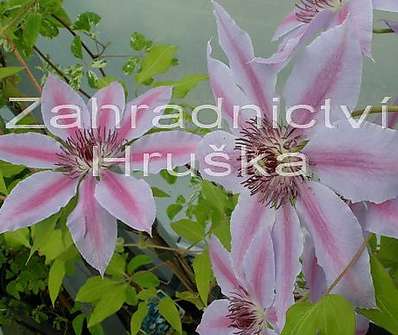 plamének - Clematis 'Nelly Moser'