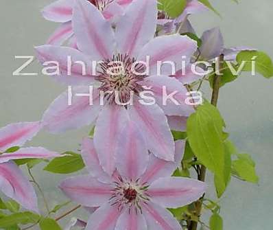 plamének - Clematis 'Nelly Moser'